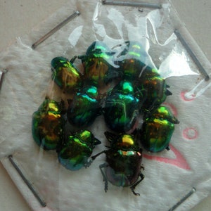 Pack of  50 tiny  chrysomelid beetles  for all your taxidermy and jewelry art projects