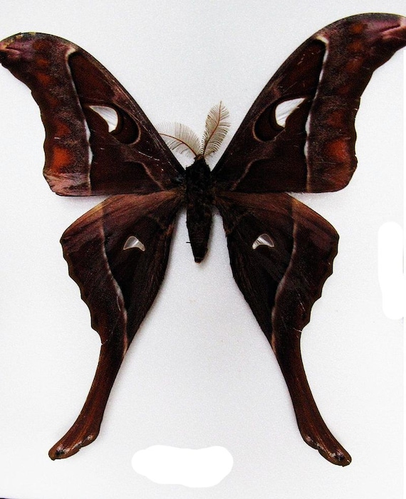 Collectors item : One beautiful male Coscinera hercules moth aa-/a- qlty  wings closed, for all your taxidermy art projects