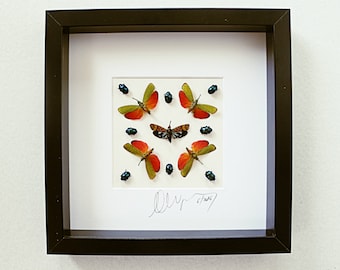 Shadow box with real insects : Topquality frame with mosaic of real mounted  insects ,