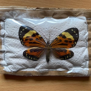 May include: A preserved butterfly with orange, yellow, and black markings, encased in a clear plastic and cardboard package. The butterfly's wings are spread, showcasing intricate patterns. The package is stapled closed and rests on a white, textured surface.