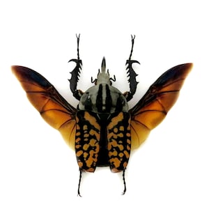 One male of the African flower beetle Mecynorrhina oberthuri decorata with open wings , framed OR unframed