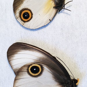 May include: Two brown and white butterflies with large, black and yellow eyespots on their wings.