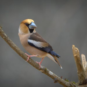 Pack of 3 great luxury gift , birthday or greetings card & envelope with real photos of birds and other wildlife taken by myself