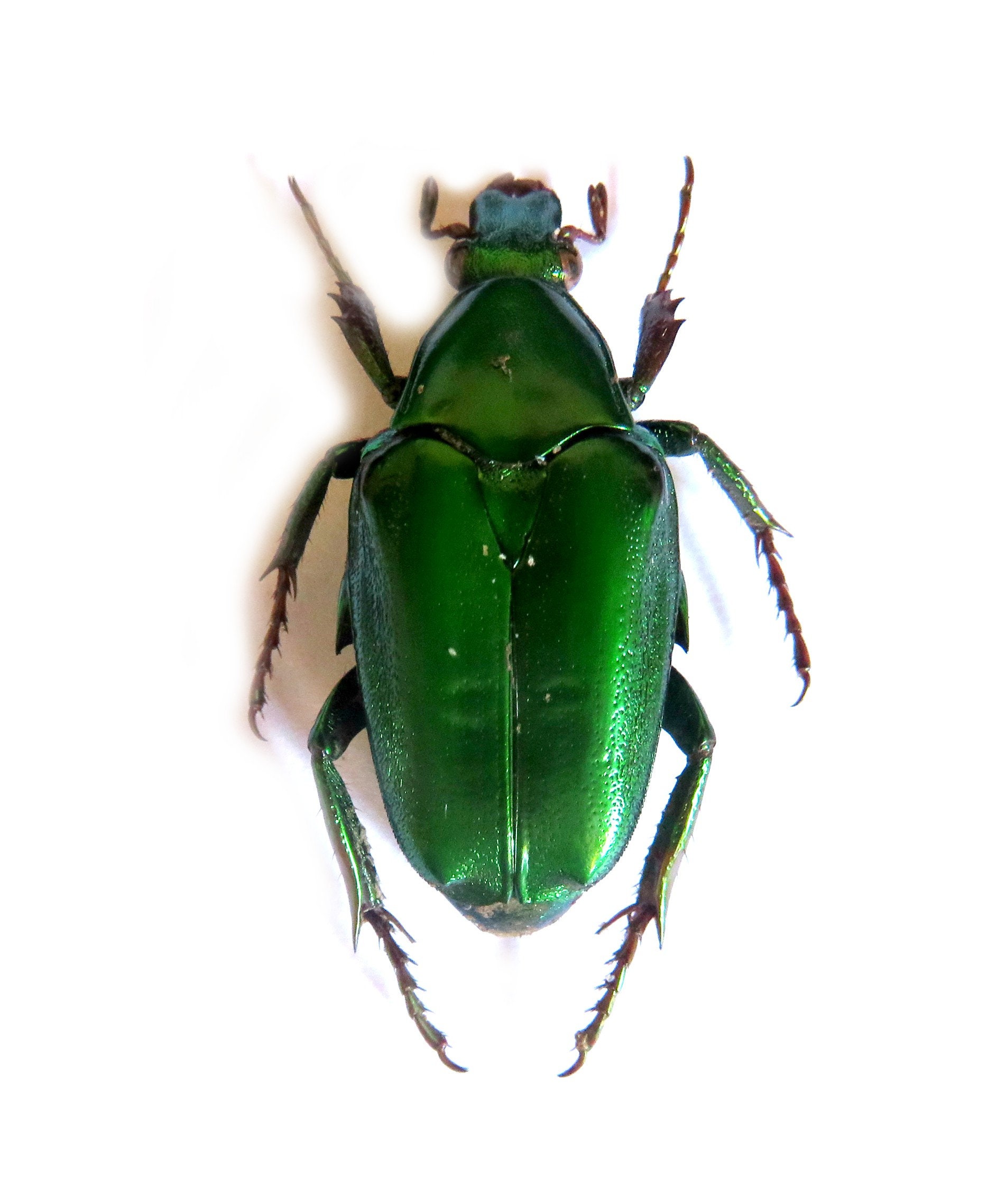 HELLOS Beetle TARP Chacoal greenカラー Green June Beetle Adults | Extension Entomology