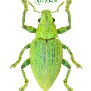 May include: A green weevil insect with long legs and a long snout. Size: 15mm.