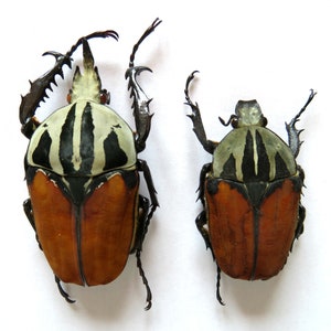 Puede incluir: Dos escarabajos rayados en blanco y negro con la parte inferior naranja y marrón. Los escarabajos están posados ​​con las patas levantadas.