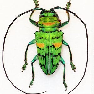 Op de afbeelding: Een levendige groene kever met oranje markeringen en lange antennes. Het insect heeft een patroon op zijn schild en meerdere poten. De kever staat tegen een witte achtergrond, wat de ingewikkelde details benadrukt.