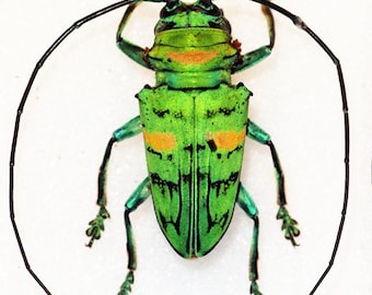 Pack of two longhorn beetles sternotomis amabilis a1/aa-  , for all your taxidermy art projects