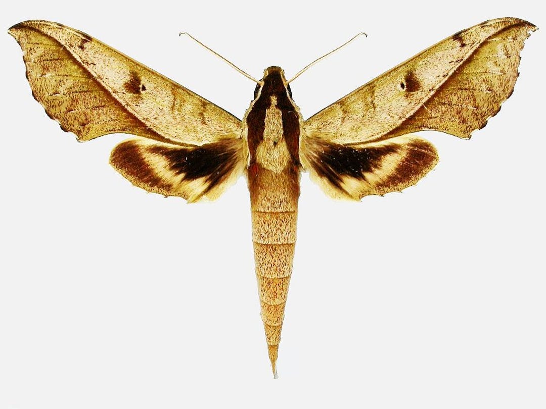 Sphingidae Wing One Very Nice Hawk Moths Xylophanes Cosmius, Sphingidae , Closed Wings ...