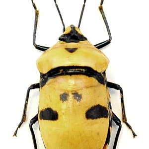 Op de afbeelding: Een geel en zwart insect met lange antennes en zes poten. Het insect heeft een rond lichaam met zwarte vlekken.