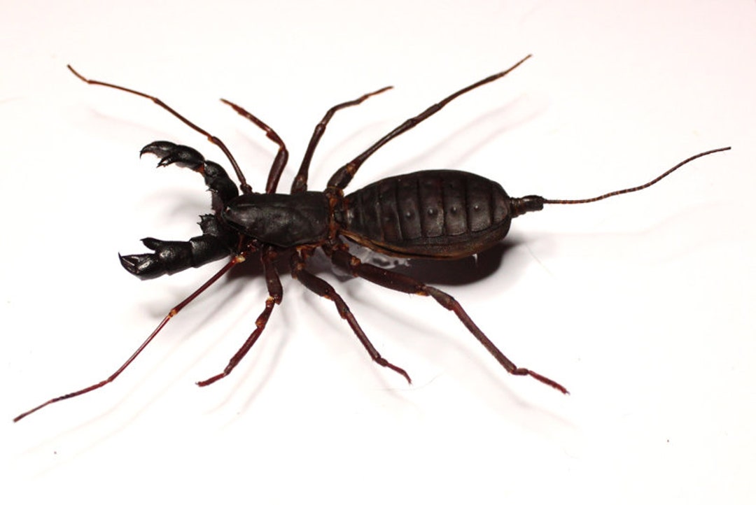 One Vinegaroon Scorpion Hypocnoctus Rangunensis for All Your Taxidermy