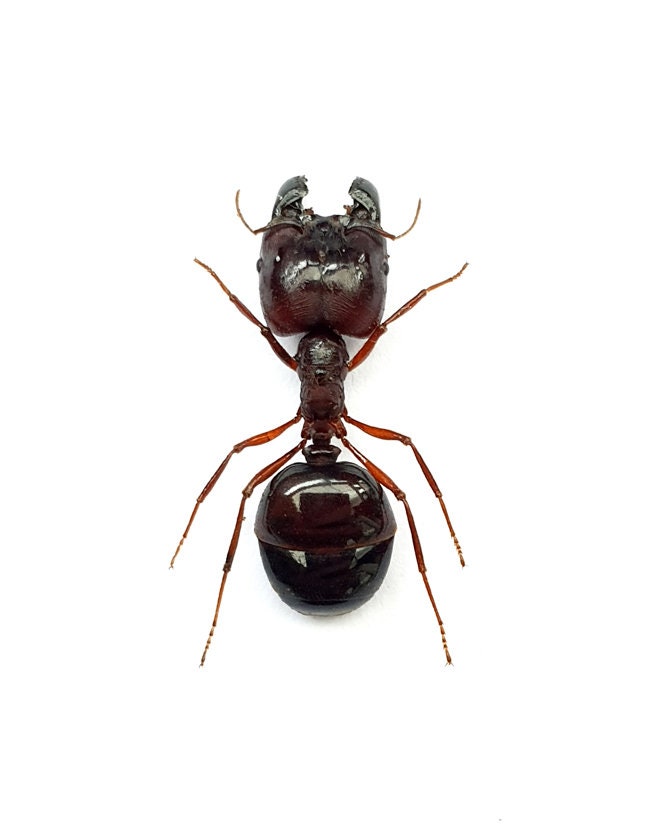 Pack of 3 SOLDIER ANTS Carebara diversa from Sulawesi SPREAD , for all your taxidermy art projects
