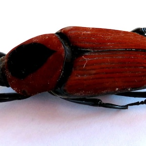 May include: A red and black weevil beetle with long antennae and legs. The beetle is lying on its back with its legs extended.