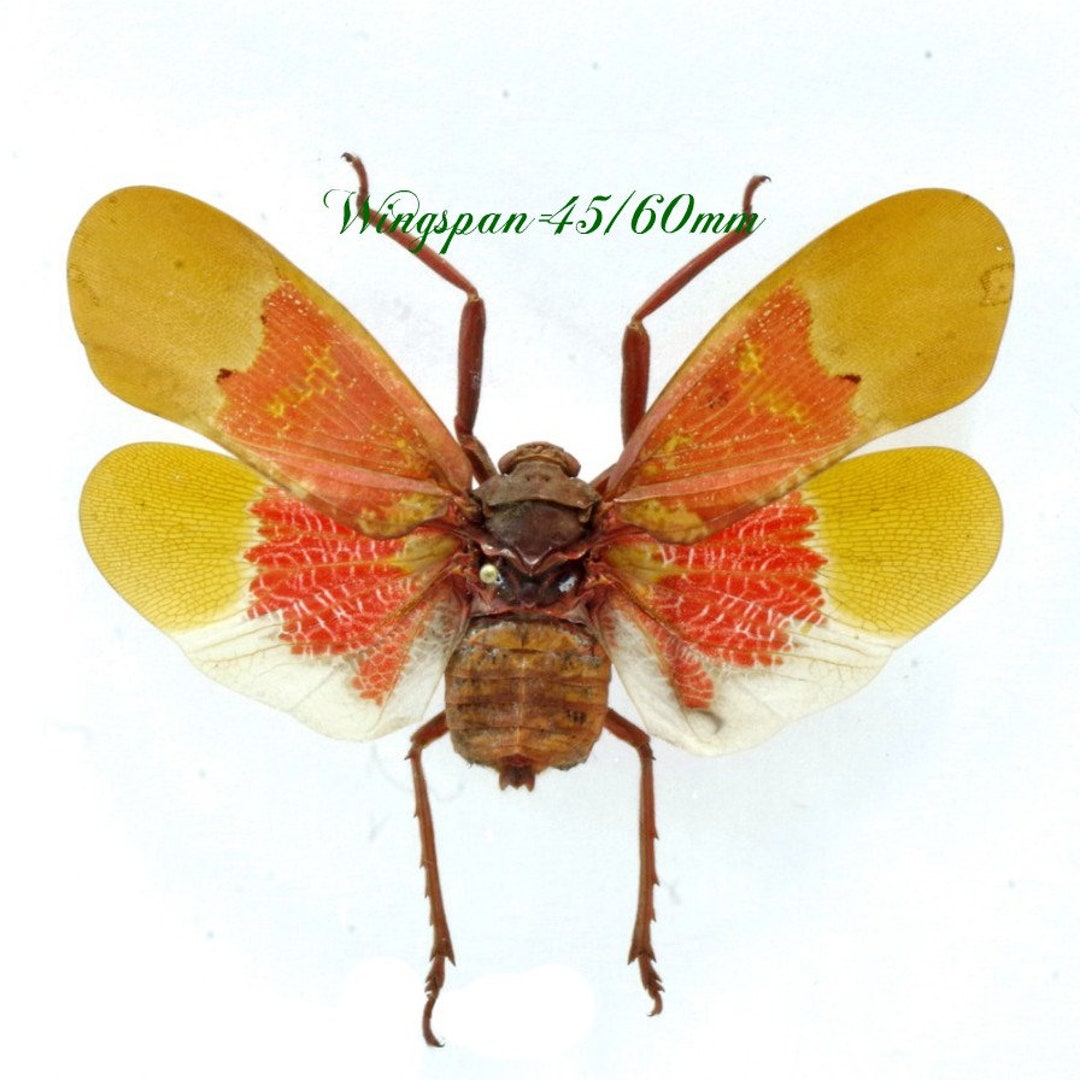 Supplies for Taxidermy Art Dried Insects Pack of 4 Etsy