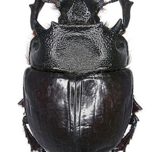 Dung Beetle Specimens - Etsy