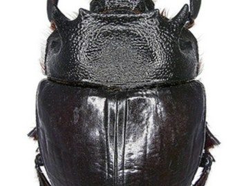 One Large Pair of the Dung Beetle Heliocopris Bucephalus From