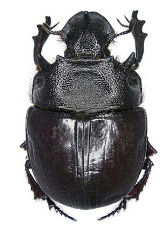 One Large Pair of the Dung Beetle Heliocopris Bucephalus From