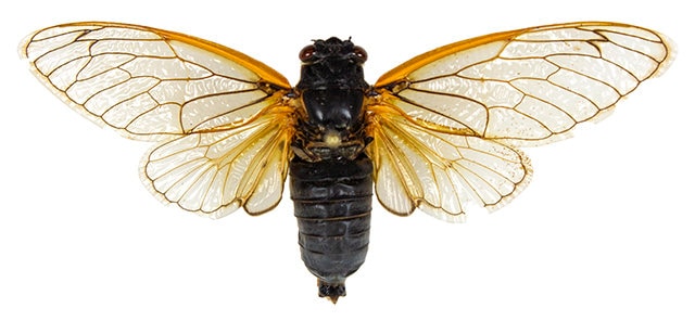 Pack of 2 Periodical Cicadas Magicicada Septendecim With Wings
