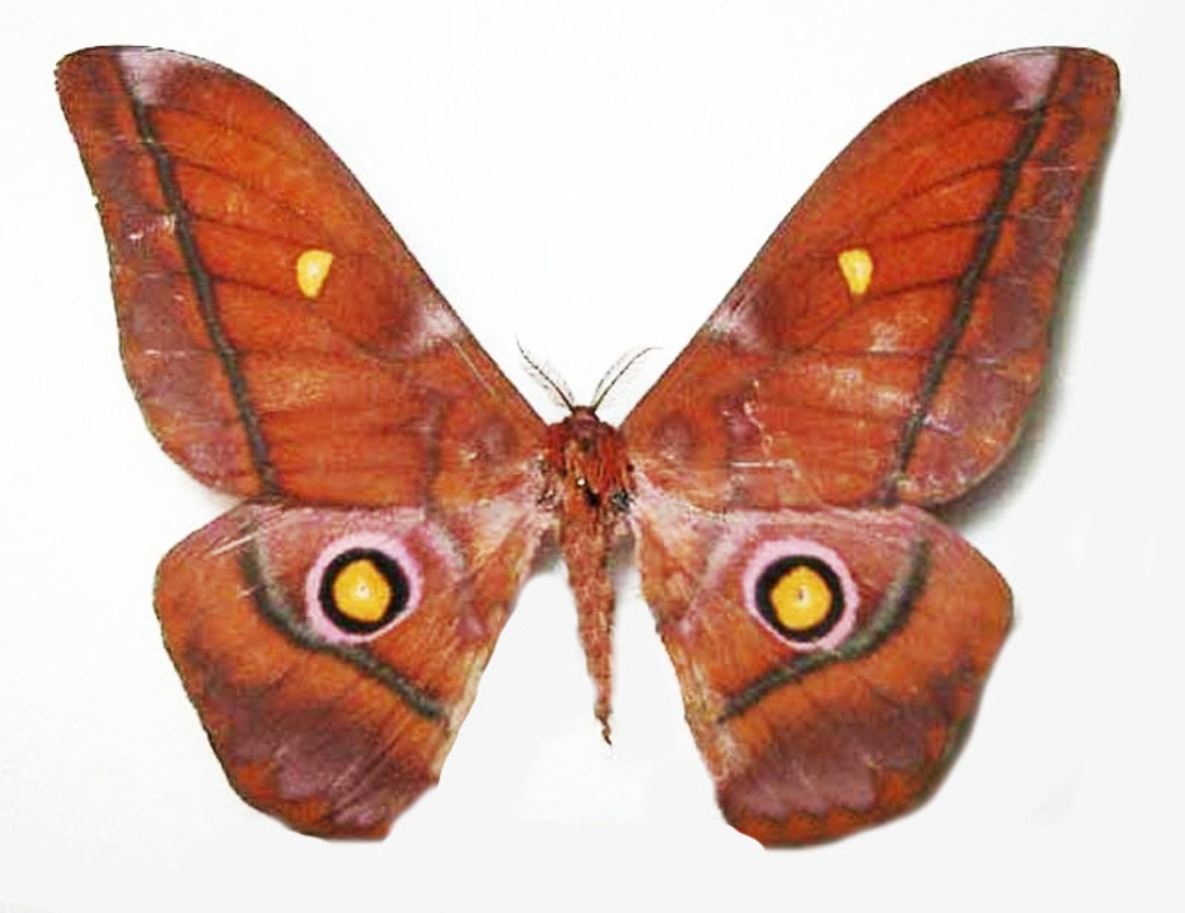 One Beautiful Silk Moth Nudaurelia Amathusia Male With Wings Closed, Aa ...