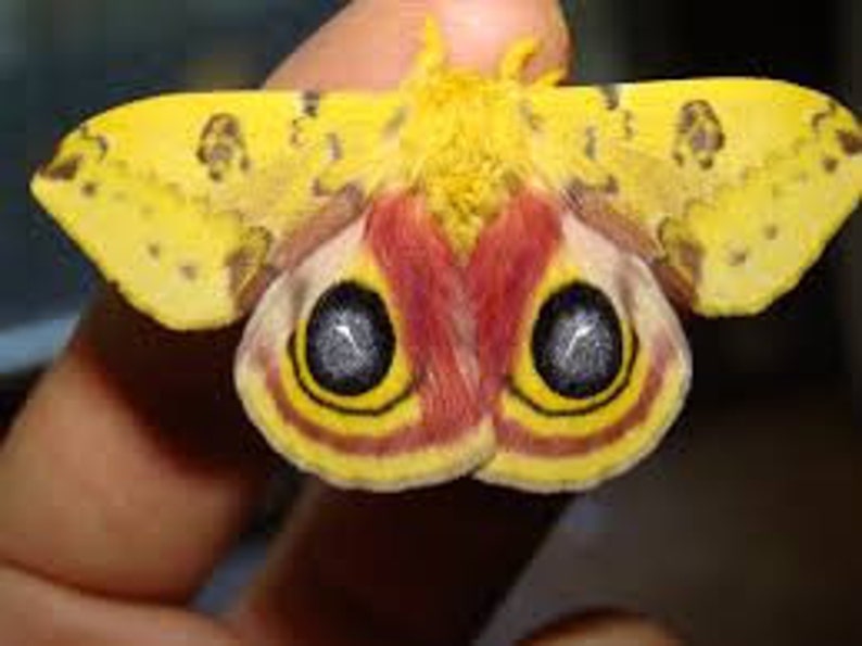 for all your taxidermy art projects FREE SHIPPING One pair of silk moths Automeris io with wings closed male and female