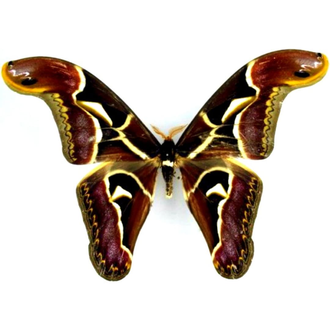 One Large Male Archaeoattacus Edwardsi , Wings CLOSED Aa- / A- Quality ...