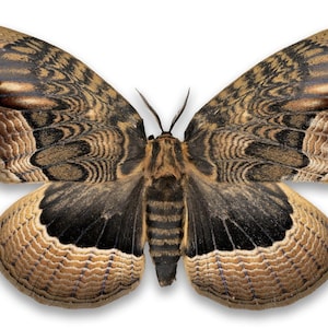 May include: A brown and black moth with intricate patterns on its wings. The moth has a wingspan of approximately 15 cm.