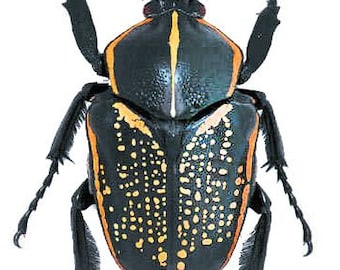 One pair (male and female) of the african flower beetle Fornasinius fornasini a1 UNMOUNTED,