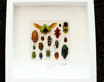 Shadowbox with real insects : Topquality insect frame with beautiful insects of the world,