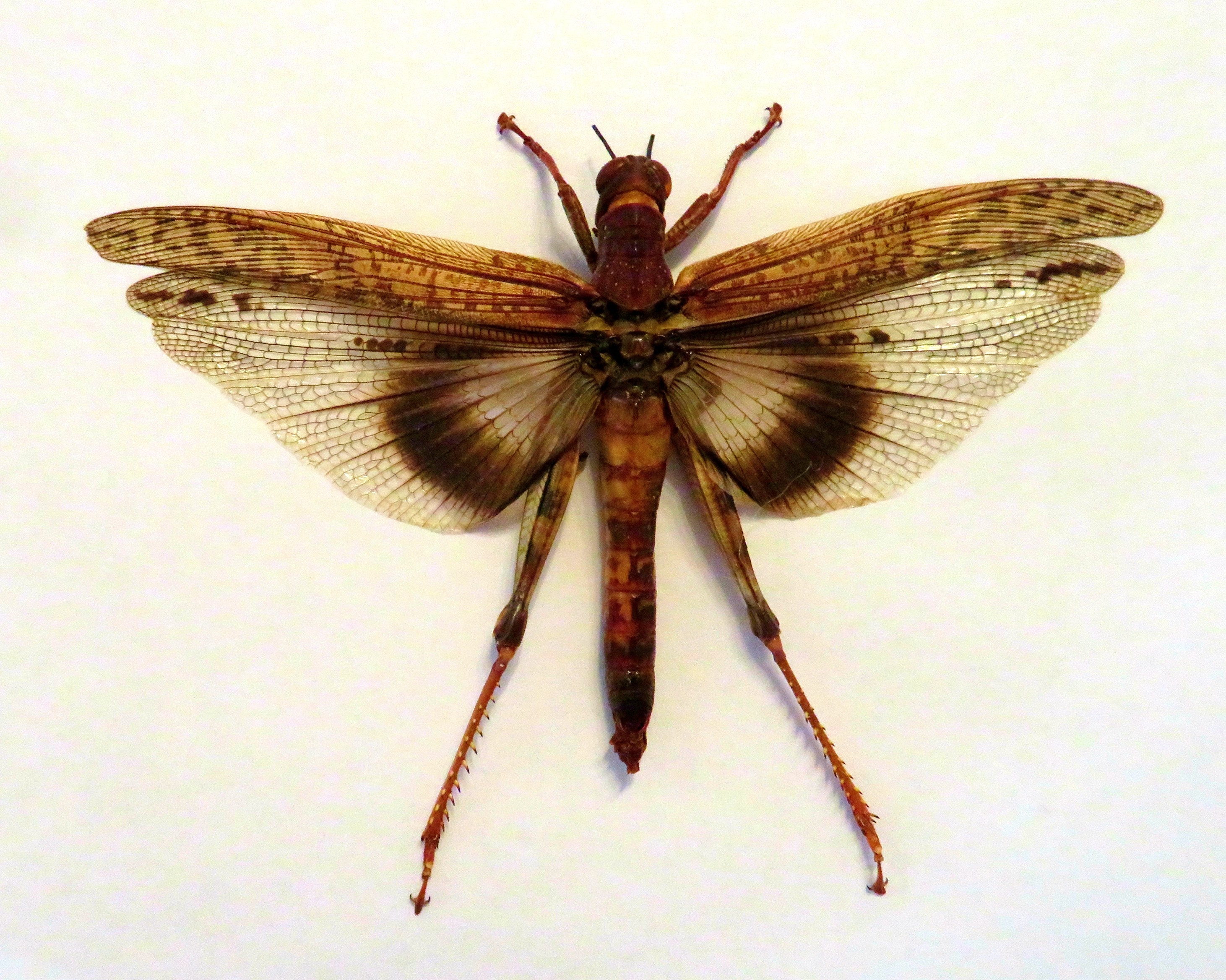 Taxidermy & Curiosities Home Décor One fantastic colorful grasshopper