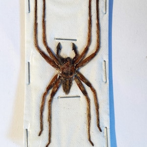 May include: A preserved brown spider with long legs pinned to a white background.