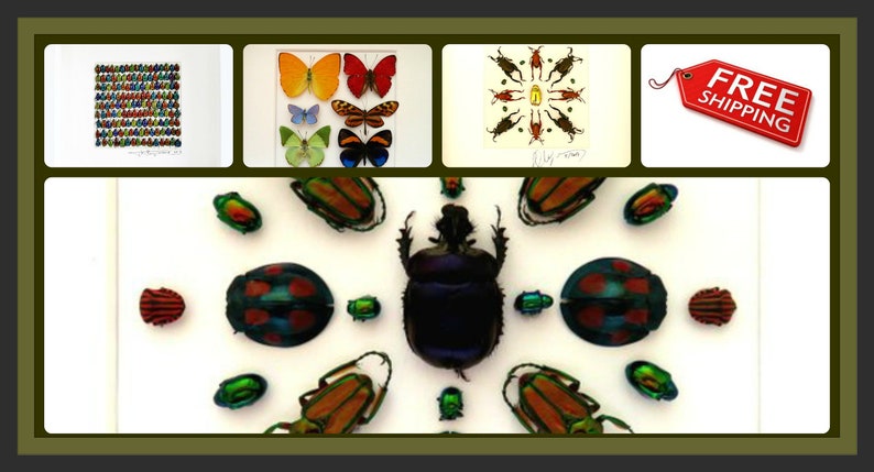 Supplies for taxidermy artworks Set two Lucanus tsukamotoi 4045mm stag beetle UNMOUNTED A1 quality FREE SHIPPING dried insects