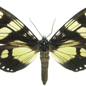 One nice tiger moth mimicry of heliconid butterfly notophyson heliconides  aa-quality , for your taxidermy projects. Closed wings !