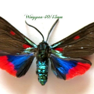 Pode incluir: Uma borboleta preservada com asas pretas, acentos vermelhos e azuis e um corpo verde metálico. A borboleta tem uma envergadura de 40/45 mm.