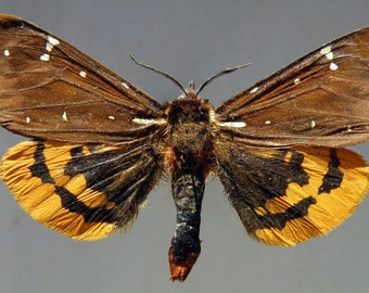 Collectors item : One fantastic rare tigermoth PAIR (male and female) a1/aa- platarctia parthenos wings closed