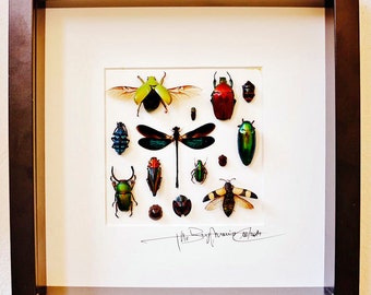 Shadow box with real insects : Wooden frame with mounted insects ,