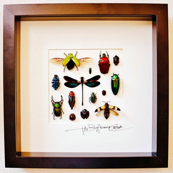 Shadow box with real insects : Wooden frame with mounted insects ,