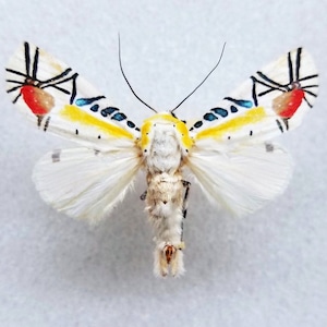 Pode incluir: Imagem detalhada de uma mariposa com asas brancas, adornadas com marcas pretas, vermelhas, amarelas e azuis. O corpo da mariposa é uma mistura de bege e branco, com longas antenas. As asas têm uma aparência delicada e texturizada.