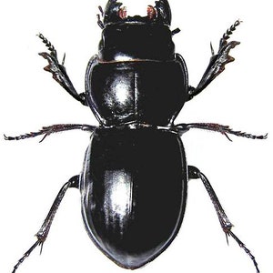 Puede incluir: Un escarabajo negro con patas largas y un exoesqueleto brillante y liso. El escarabajo se ve desde arriba, con su cabeza y antenas visibles.