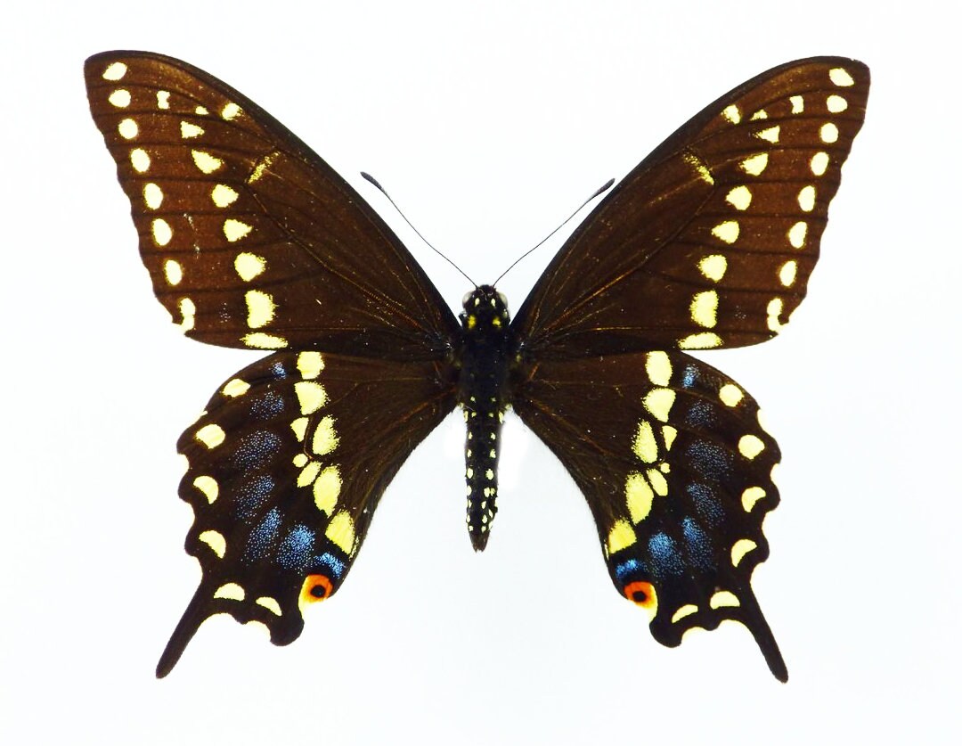 Pack of 2 Black Swallowtail Butterflies Papilio Polyxenes Wings