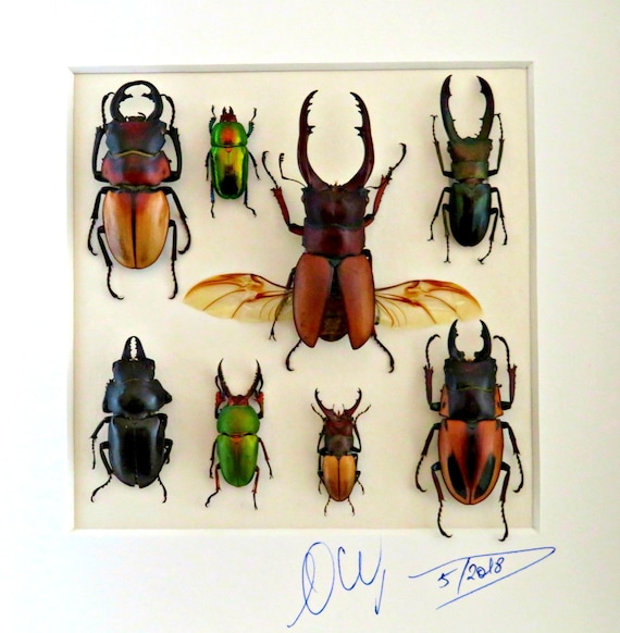 Topquality display with mixed metallic beetles Shadow box taxidermy