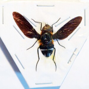 Pode incluir: Um espécime de inseto preservado, uma mosca com listras pretas e brancas e asas marrons, montado em um fundo branco triangular.