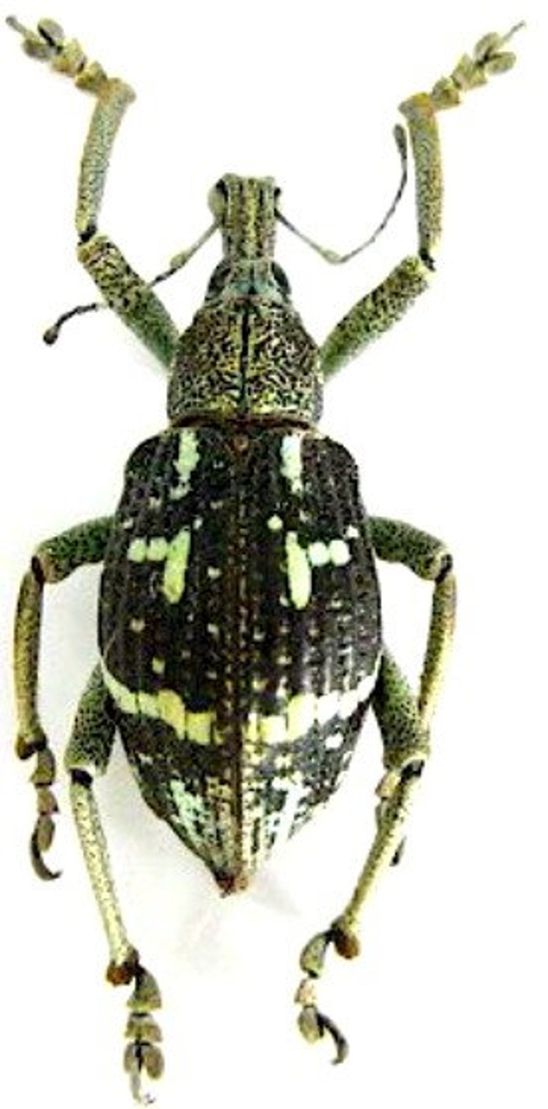Pack of 4 rhinoscapha insignis weevils 2025 mm FREE SHIPPING