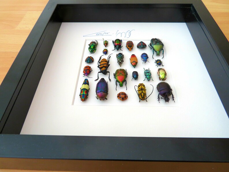 Shadow Box Taxidermy Real Insects Topquality Display With Etsy