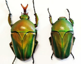 Scarabee Taxidermie Etsy