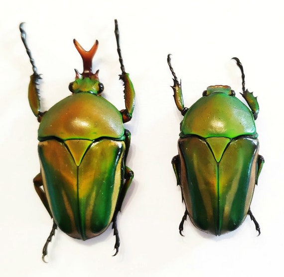One beautiful pair of the flower beetle Eudicella schultzeorum 