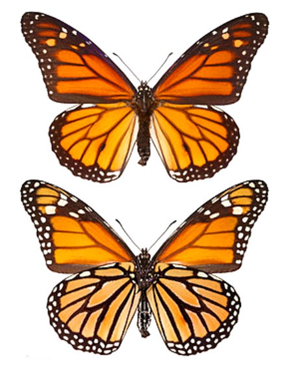 Monarch Butterfly - Danaus plexippus - NatureWorks