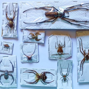 Può includere: Una collezione di dieci ragni conservati montati su cartoncino bianco. I ragni sono di varie dimensioni e colori, alcuni hanno zampe lunghe e altri zampe più corte. I ragni sono tutti in una posa naturale, con le zampe distese.