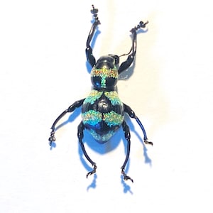 Peut inclure: Un scarabée noir et vert avec des marques irisées sur son corps. Le scarabée a de longues pattes et des antennes.