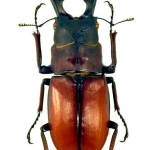 Lot of 50 Flower Beetle Ischiopsopha ritsemae celebensis Insect Taxidermy Lot of 50 Flower Beetle Ischiopsopha ritsemae celebensis Insect Taxidermy