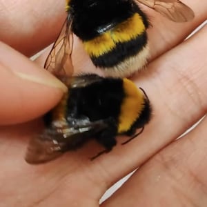 May include: Two bumblebees, one black and yellow with fuzzy white hairs, the other black and yellow with brown hairs, are resting on a person's hand.
